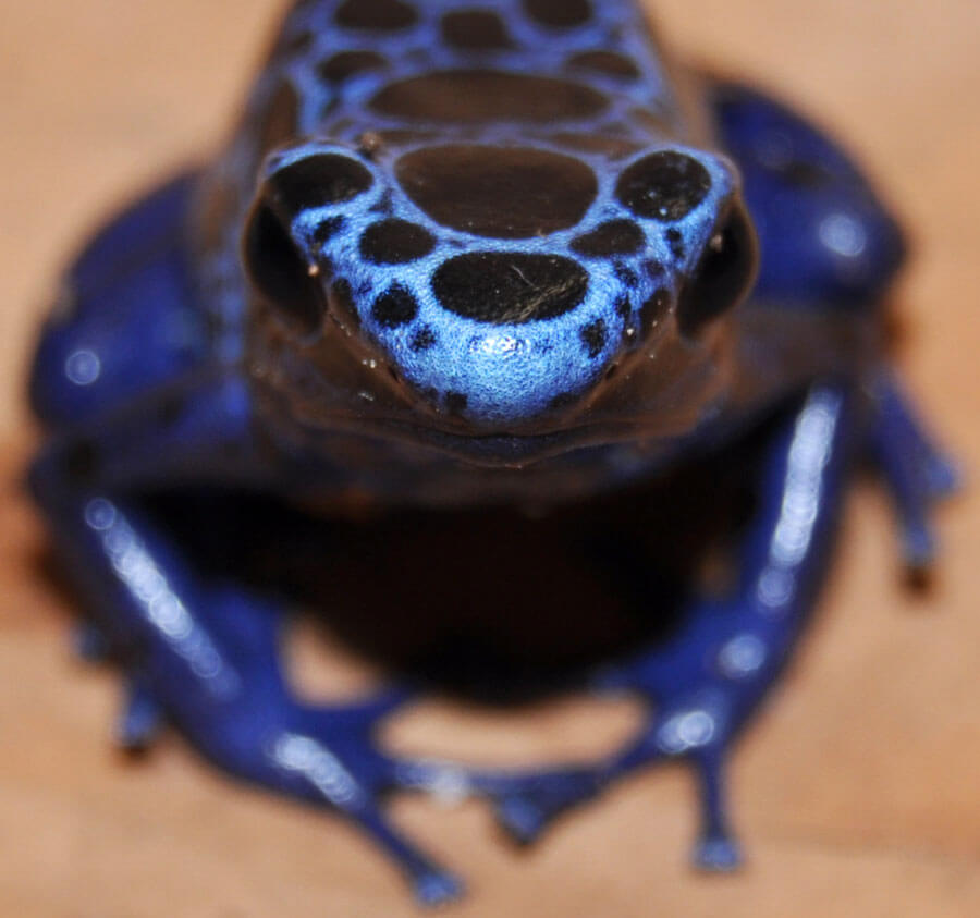 Poison Arrow Azureus
