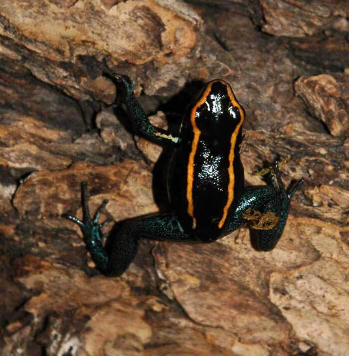 Poison Arrow Dendrobates