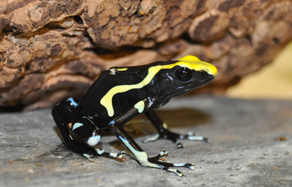 Poison Arrow Tinctorius