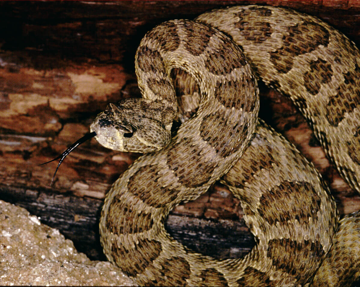 Prairie Rattlesnake