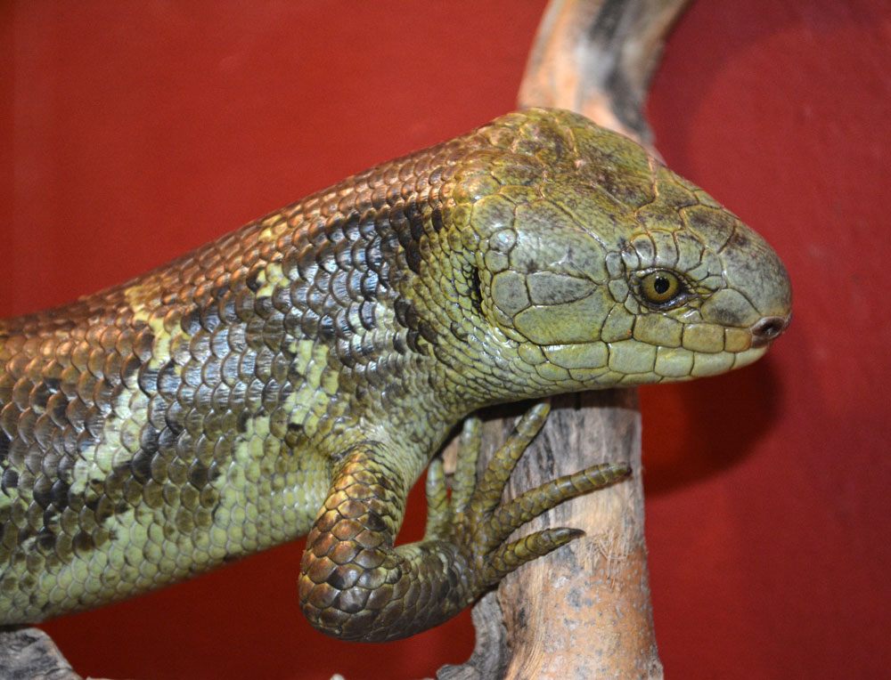 Prehensile-tailed Skink