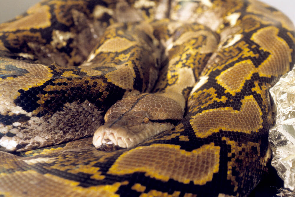 python-reticulated.jpg