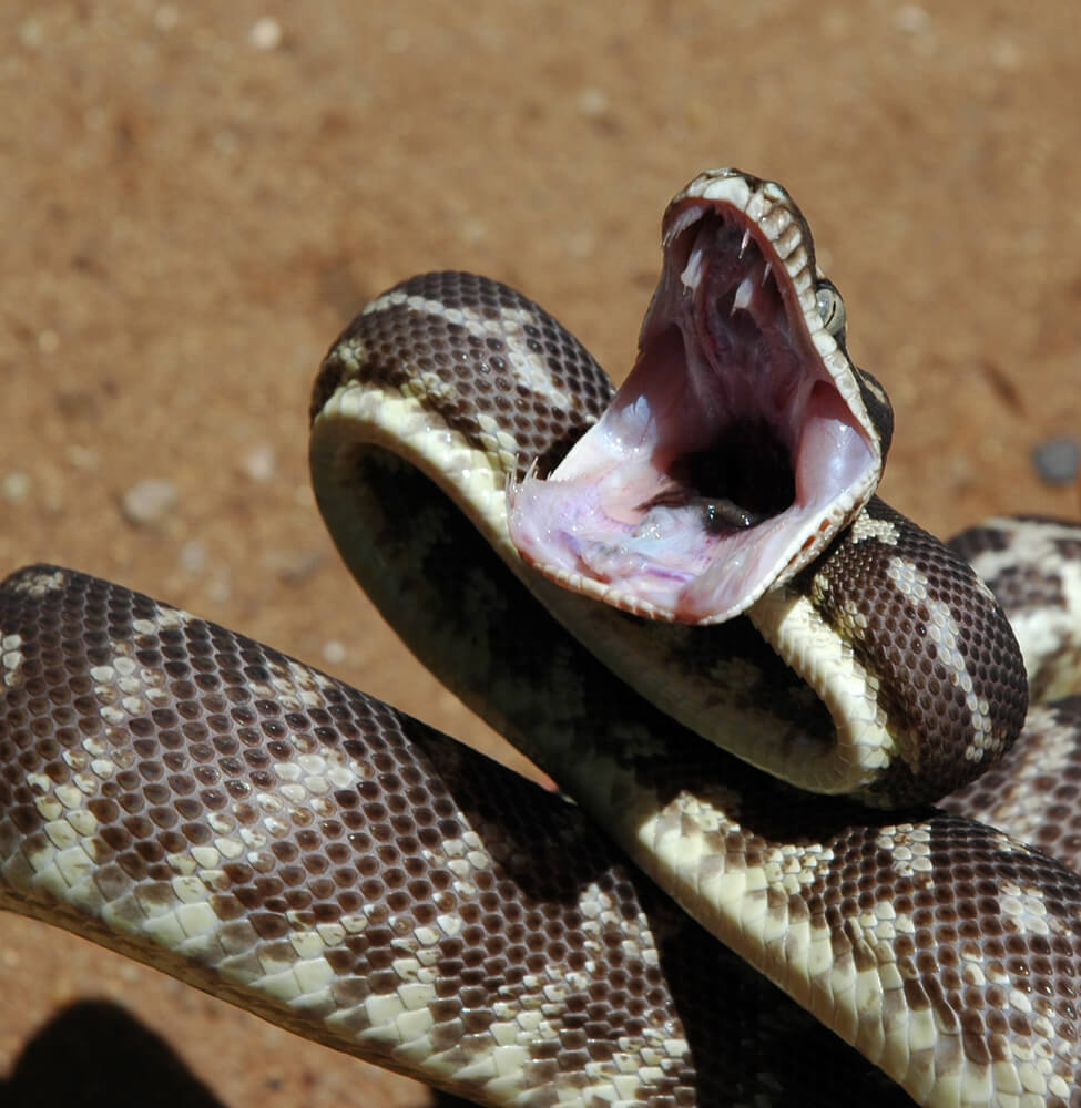 python-roughscale-mouth.jpg