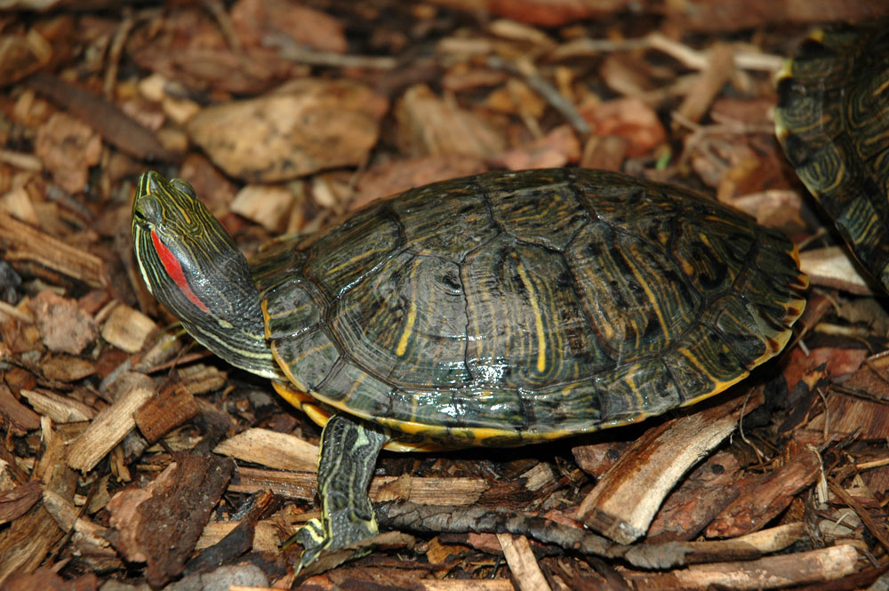 Red-Eared Slider