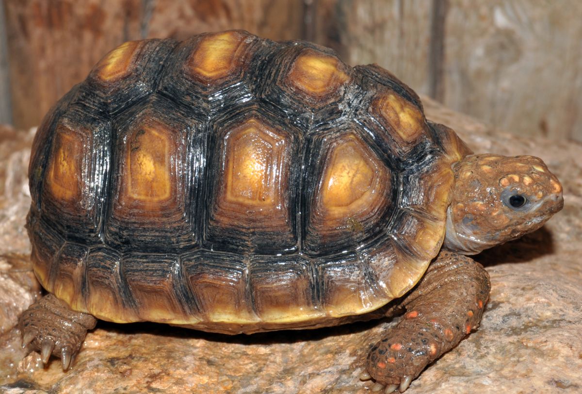 Types of Turtles | Giant Tortoise | Reptile Gardens | Reptile Gardens