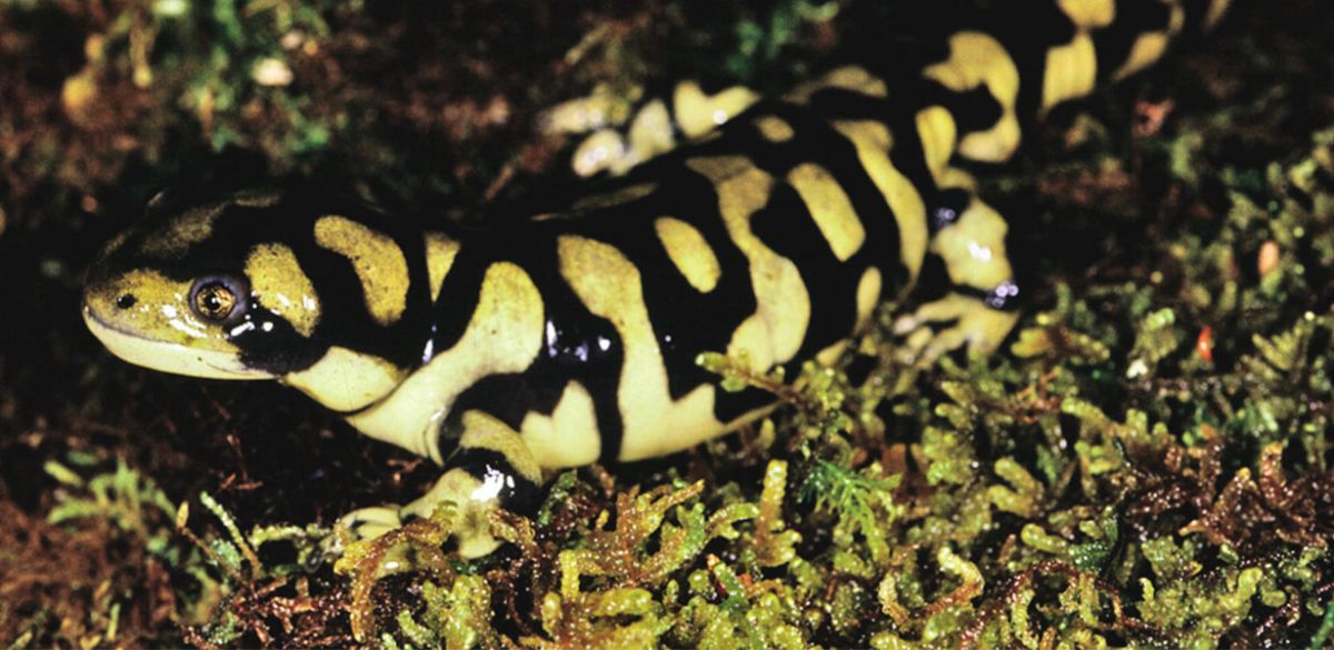 Tiger Salamander