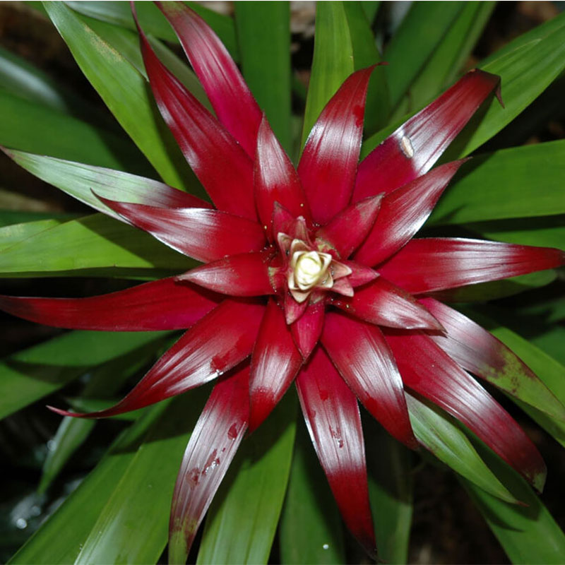 Bromeliad-001