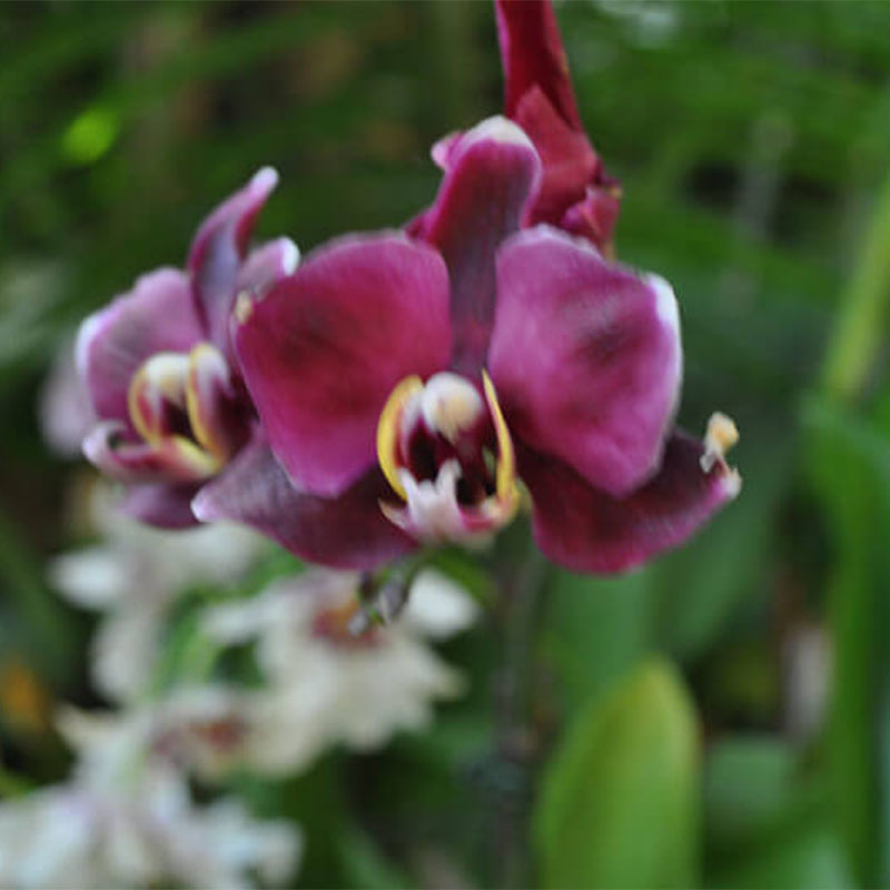 Orchid-002