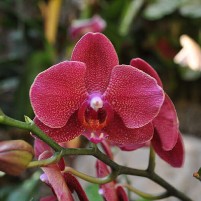 Orchid-004