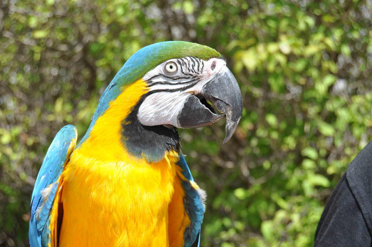 Bird Show - Blue and Gold Macaw