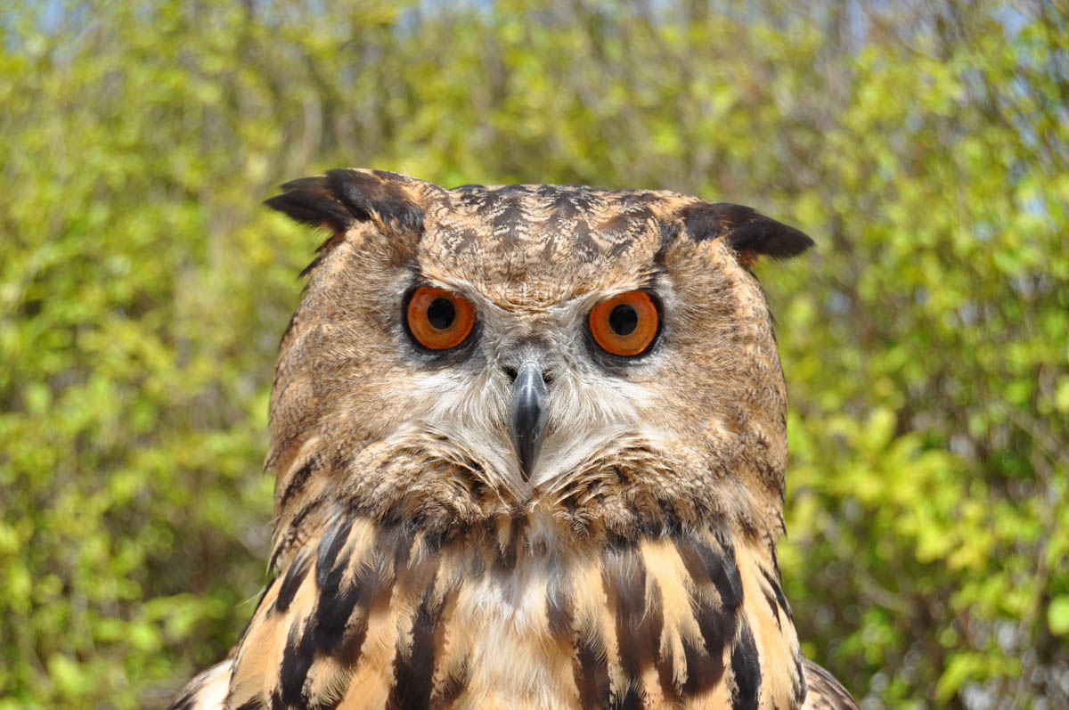 Bird Show - Eagle owl