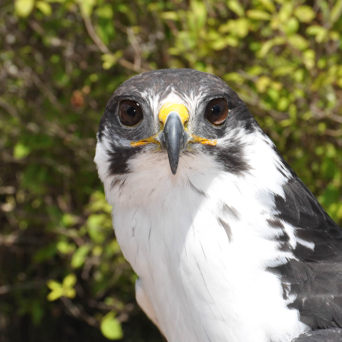 Falcon at the Bird Show