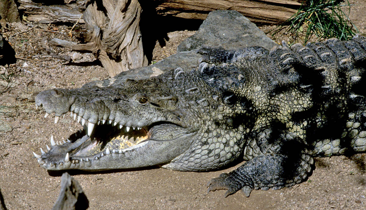 Gator Show