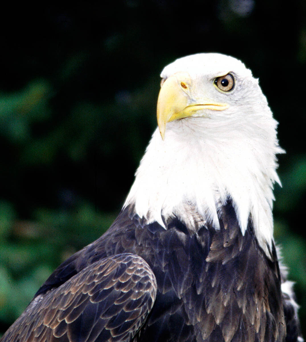 Image of a Reptile Gardens employee holding Cheyenne on her arm during a bird show.