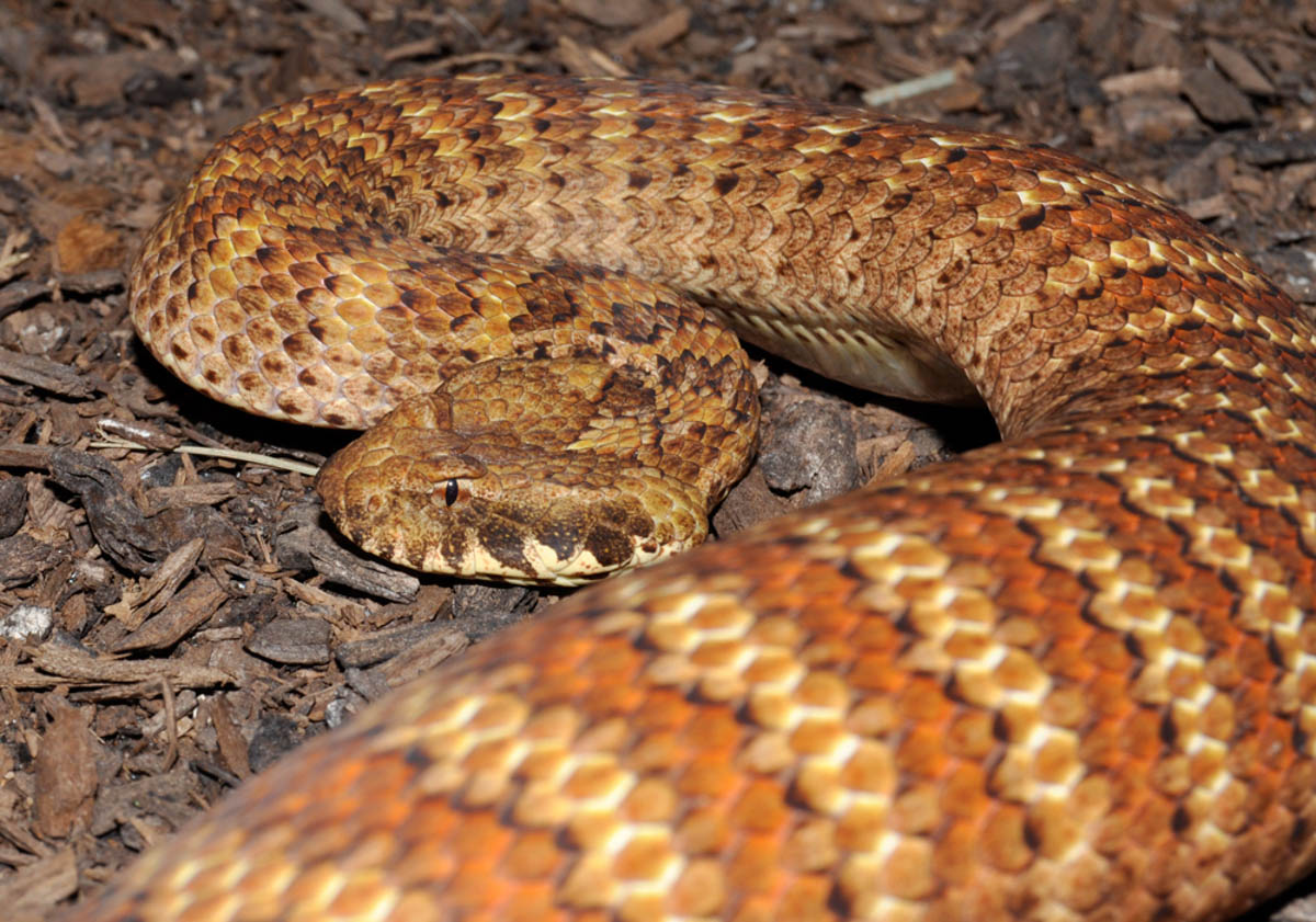 Death Adder