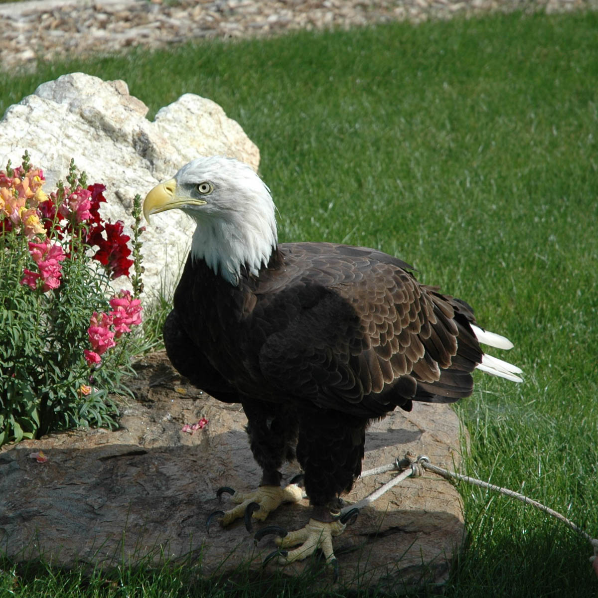 Cheyenne the Bald Eagle