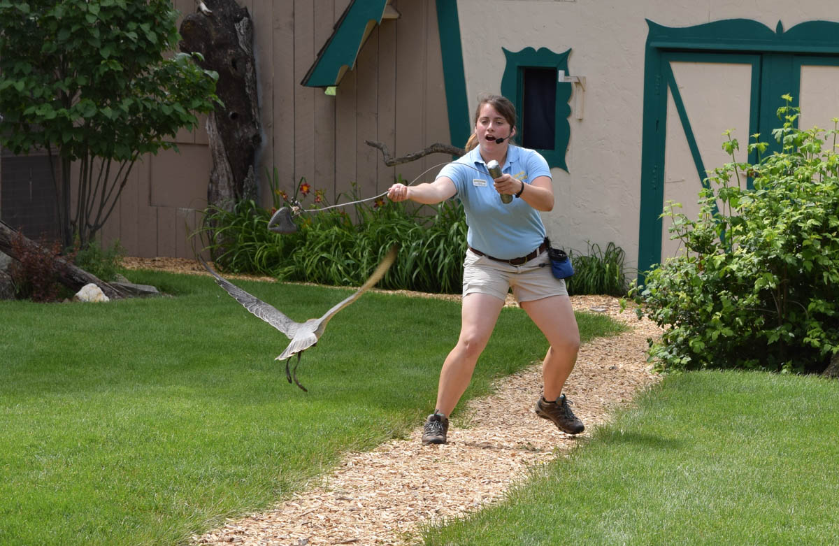 Bird Show