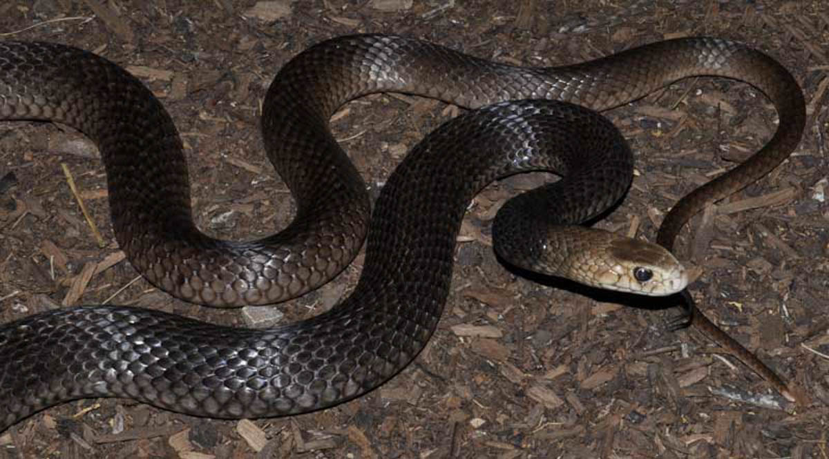 Australian Brown Snake