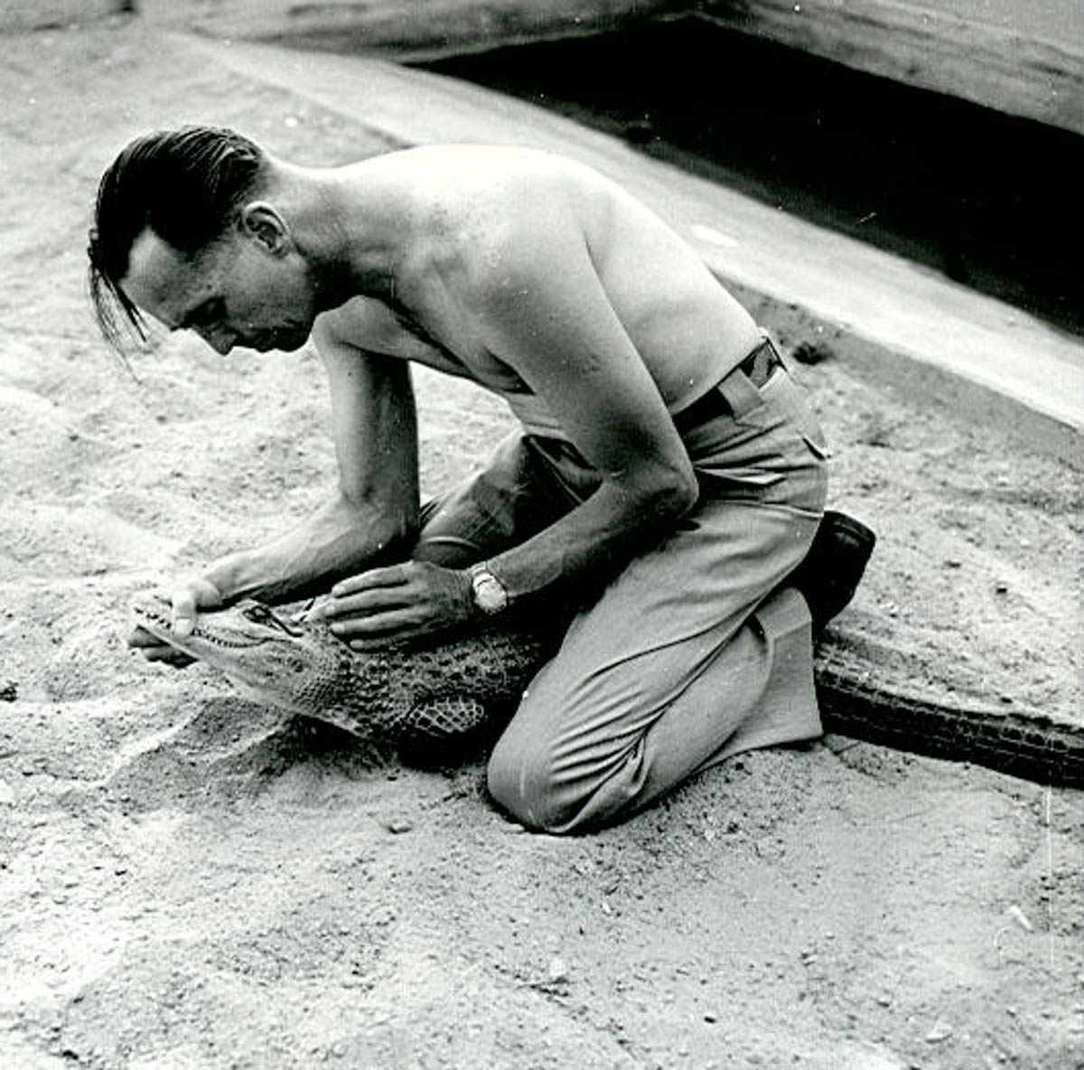 Gator Show Historic Photos