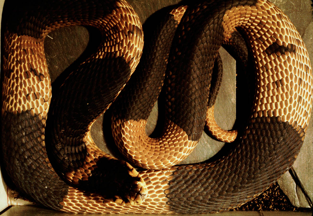 Egyptian Cobra