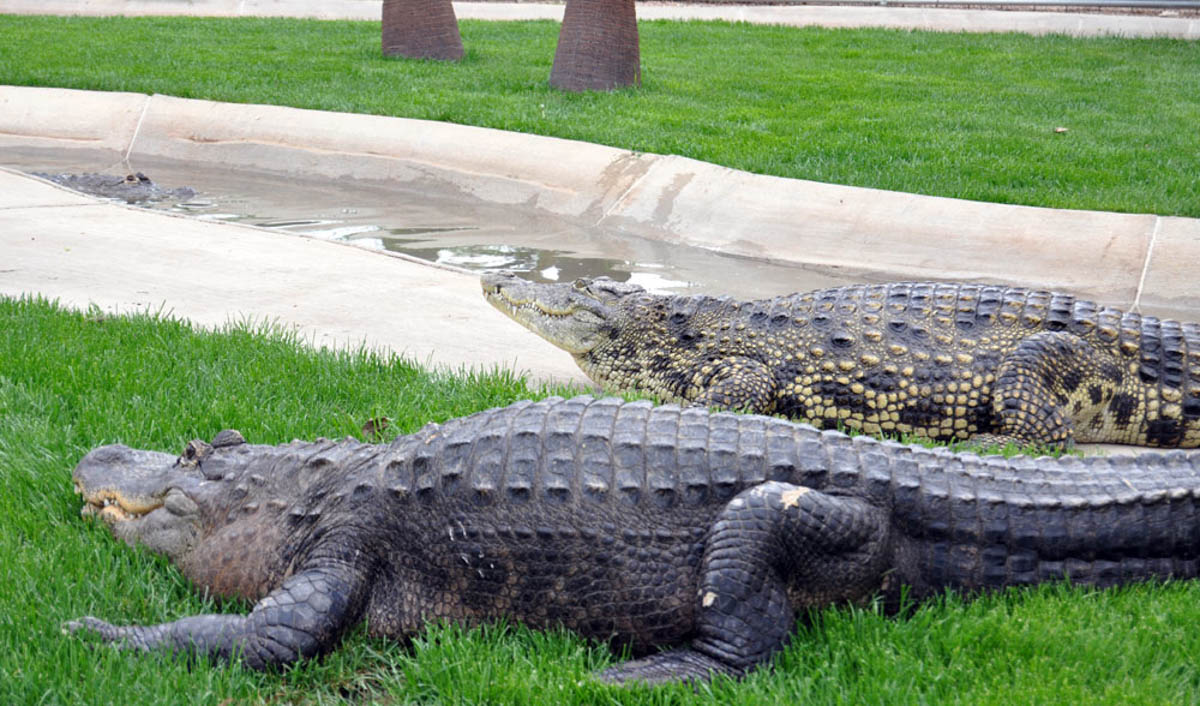 Gator Show