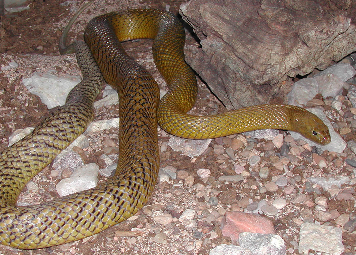 Fierce Snake or Inland Taipan