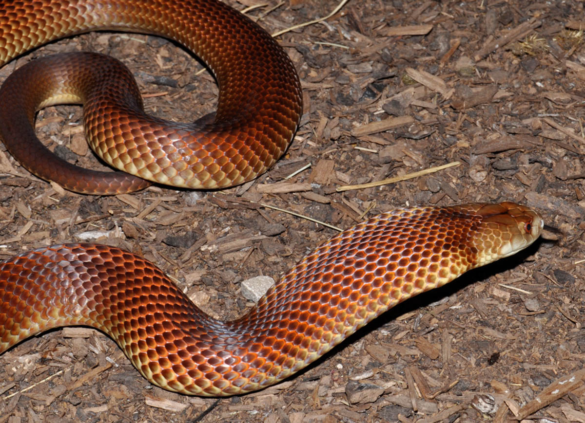 King Brown Snake