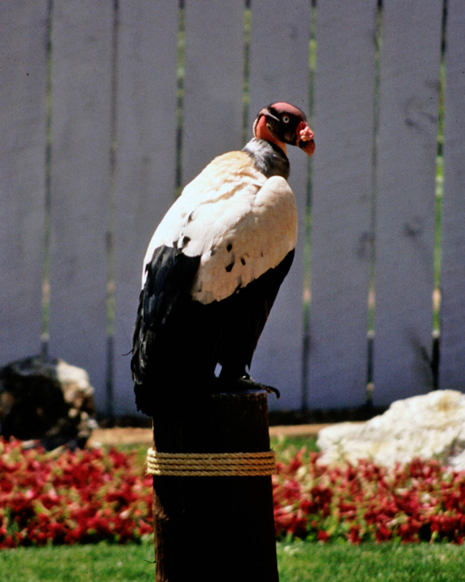 King Vulture at the Bird Show