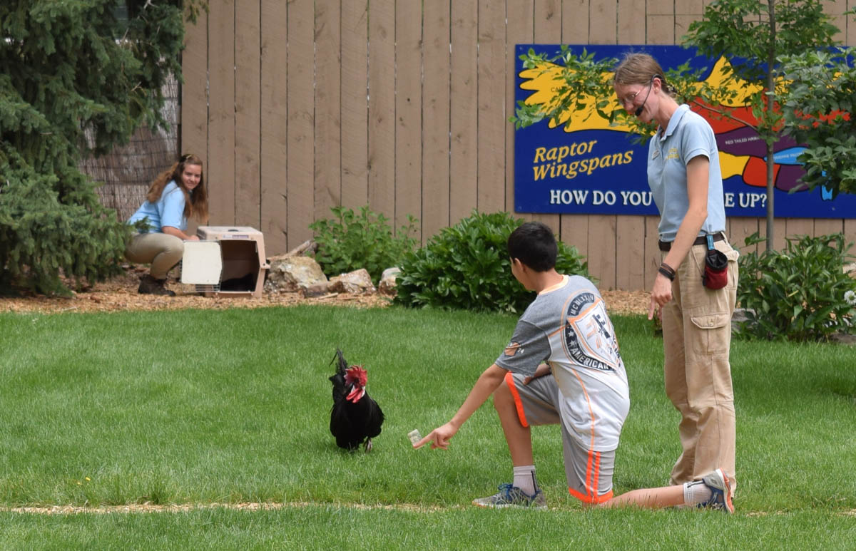 Lewis the chicken at the Bird Show