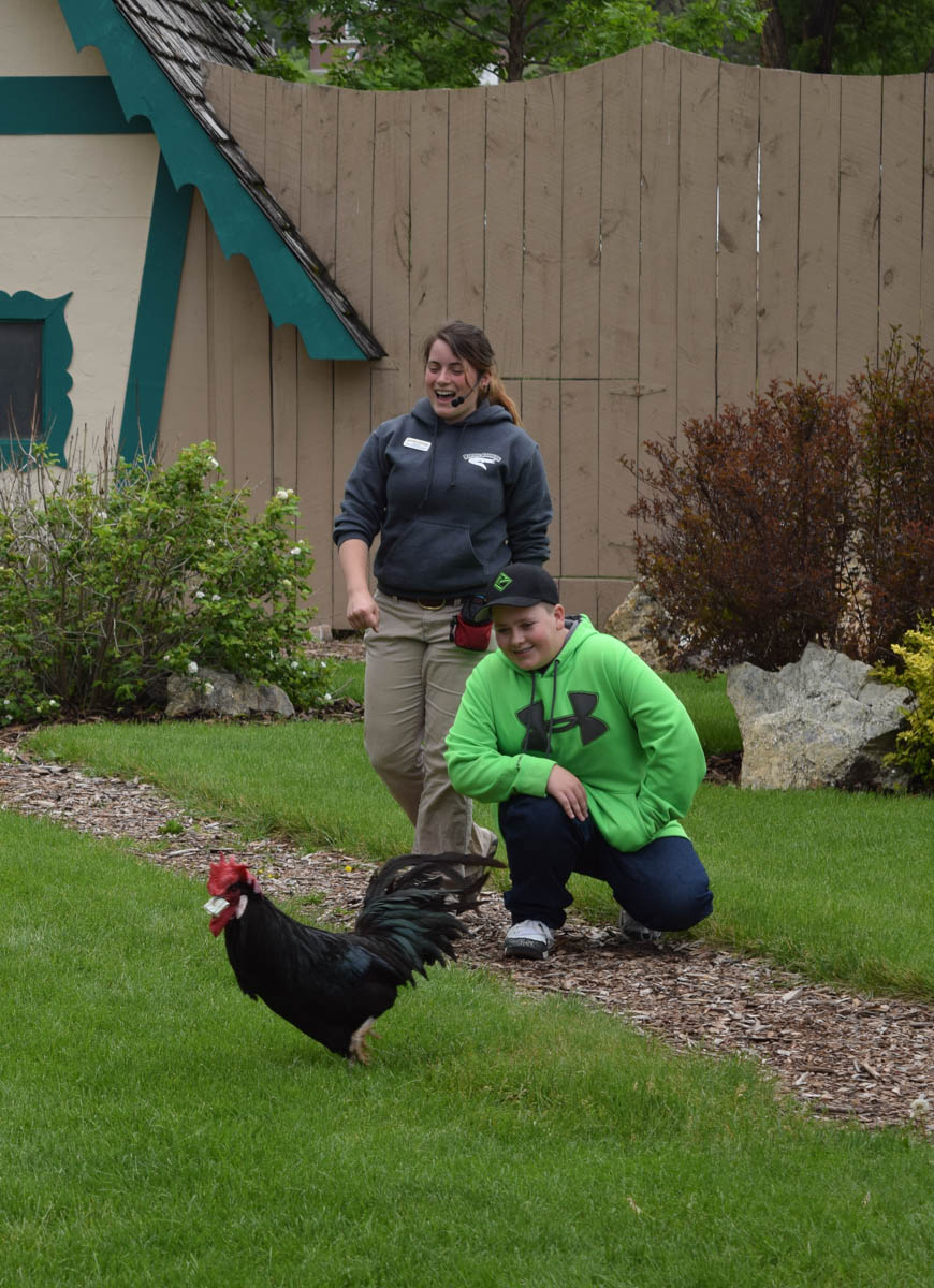 Lewis the chicken at the Bird Show