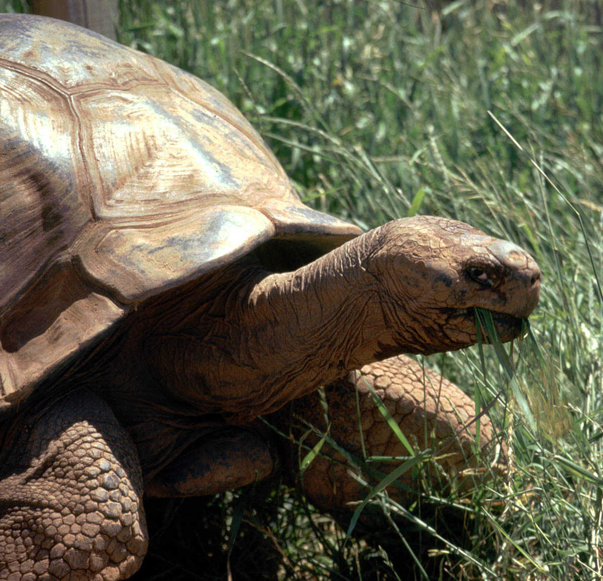 Methuselah the Galapagos Tortoise