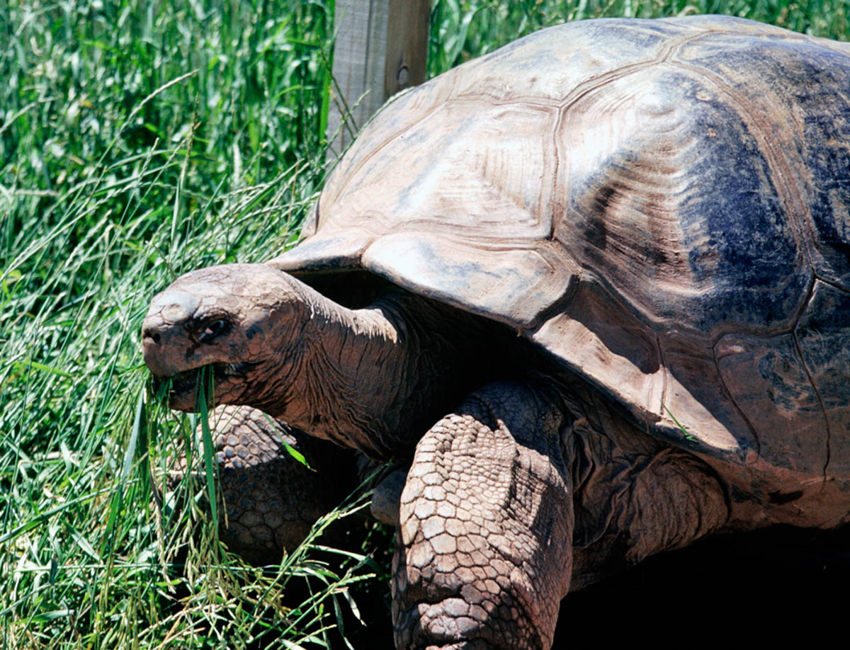 Giant Tortoise Rapid City Attraction Reptile Gardens