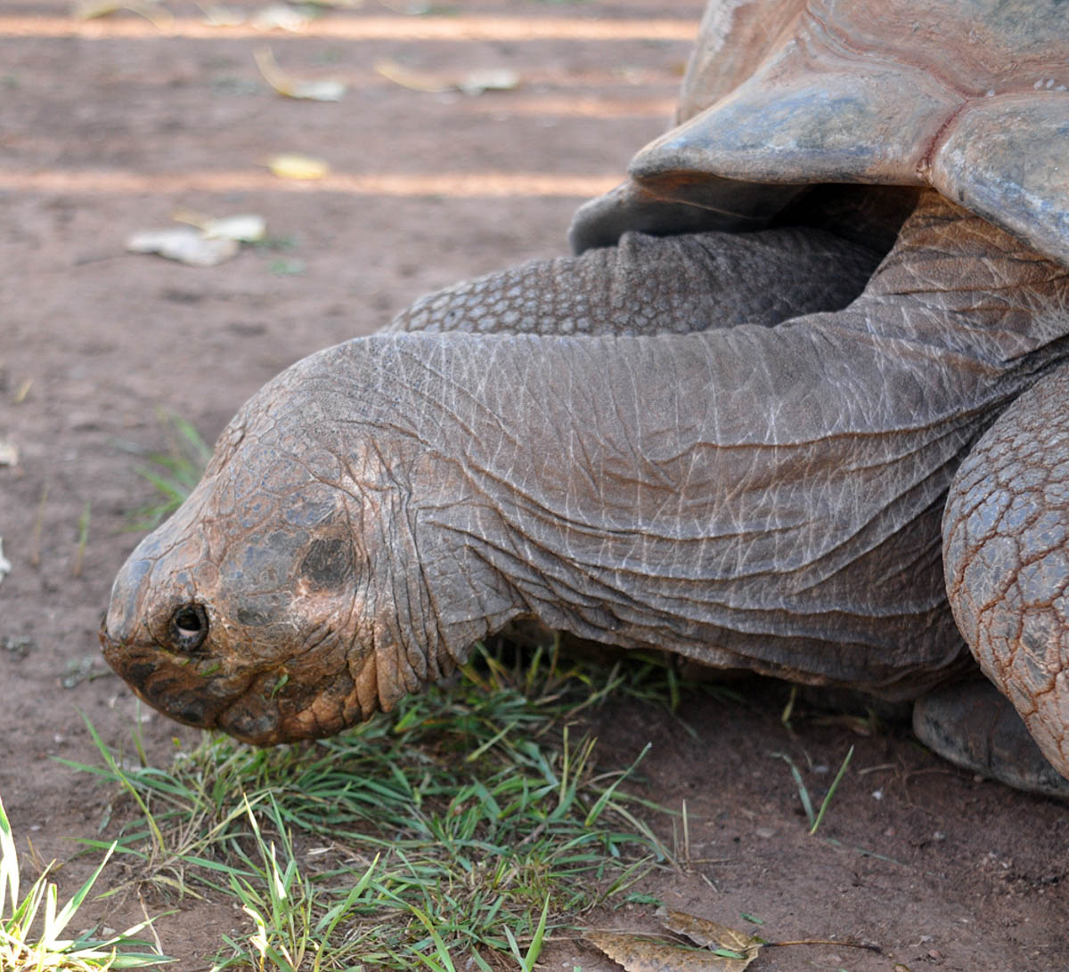 Methuselah the Galapagos Tortoise