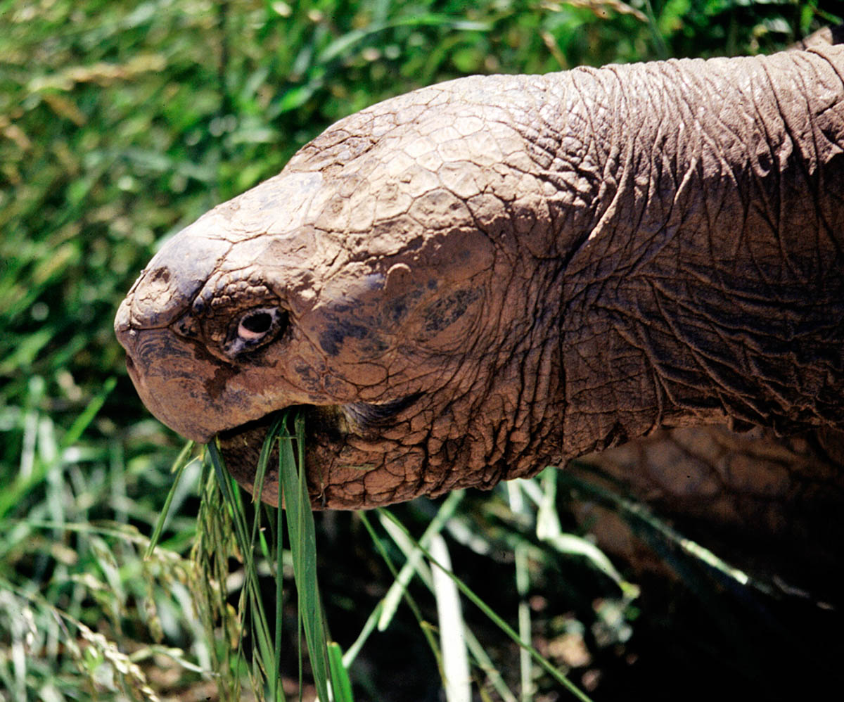 Methuselah the Galapagos Tortoise