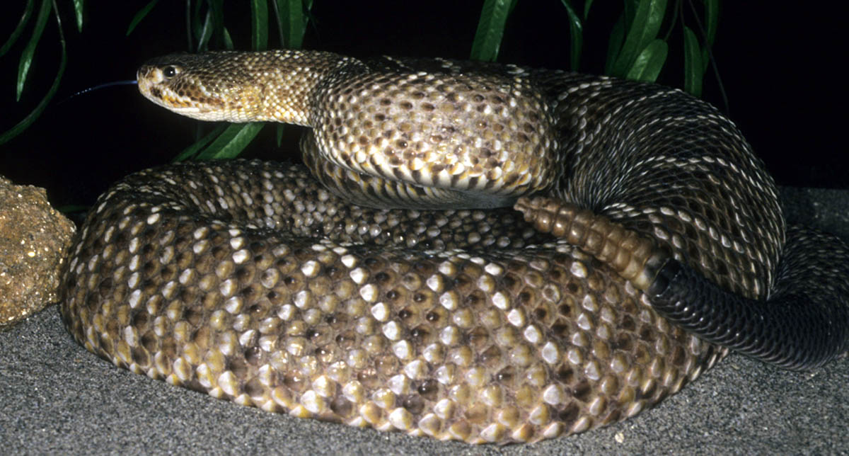 Mexican West Coast Rattlesnake