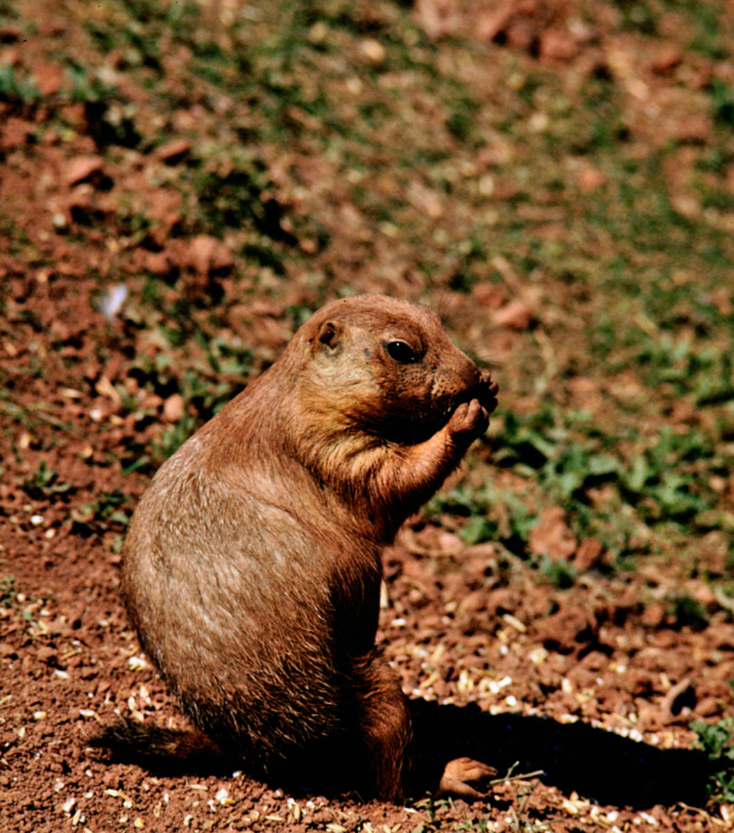 Prairie Dog Town