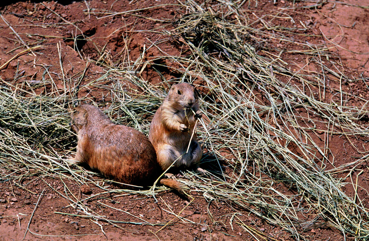Prairie Dog Town