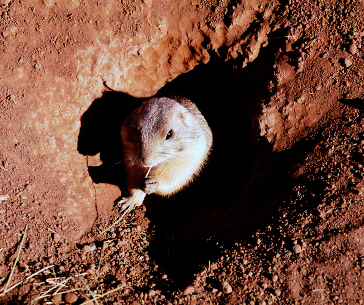 Prairie Dog Town