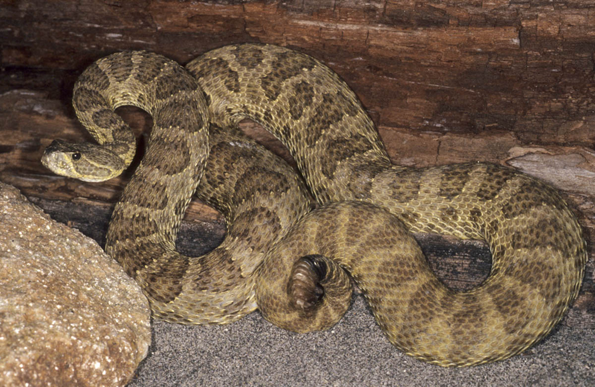 Prairie Rattlesnake