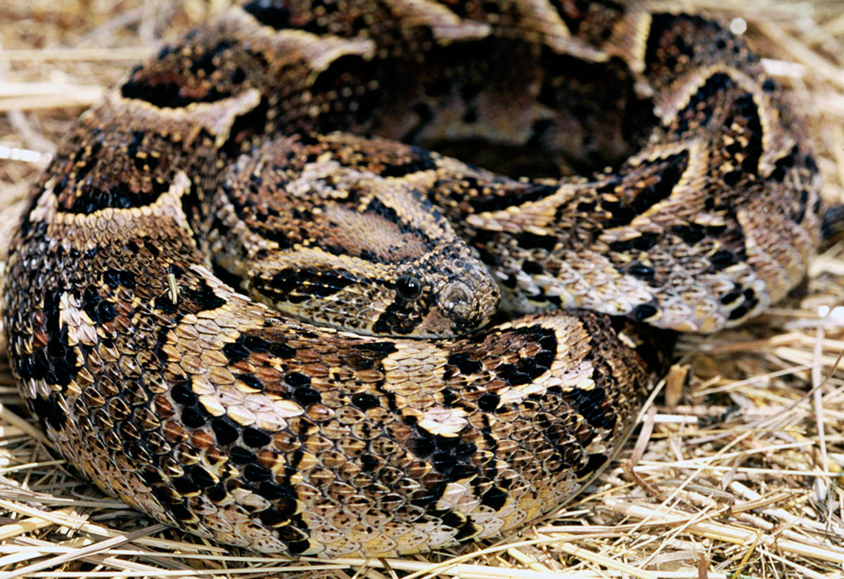 Puff Adder