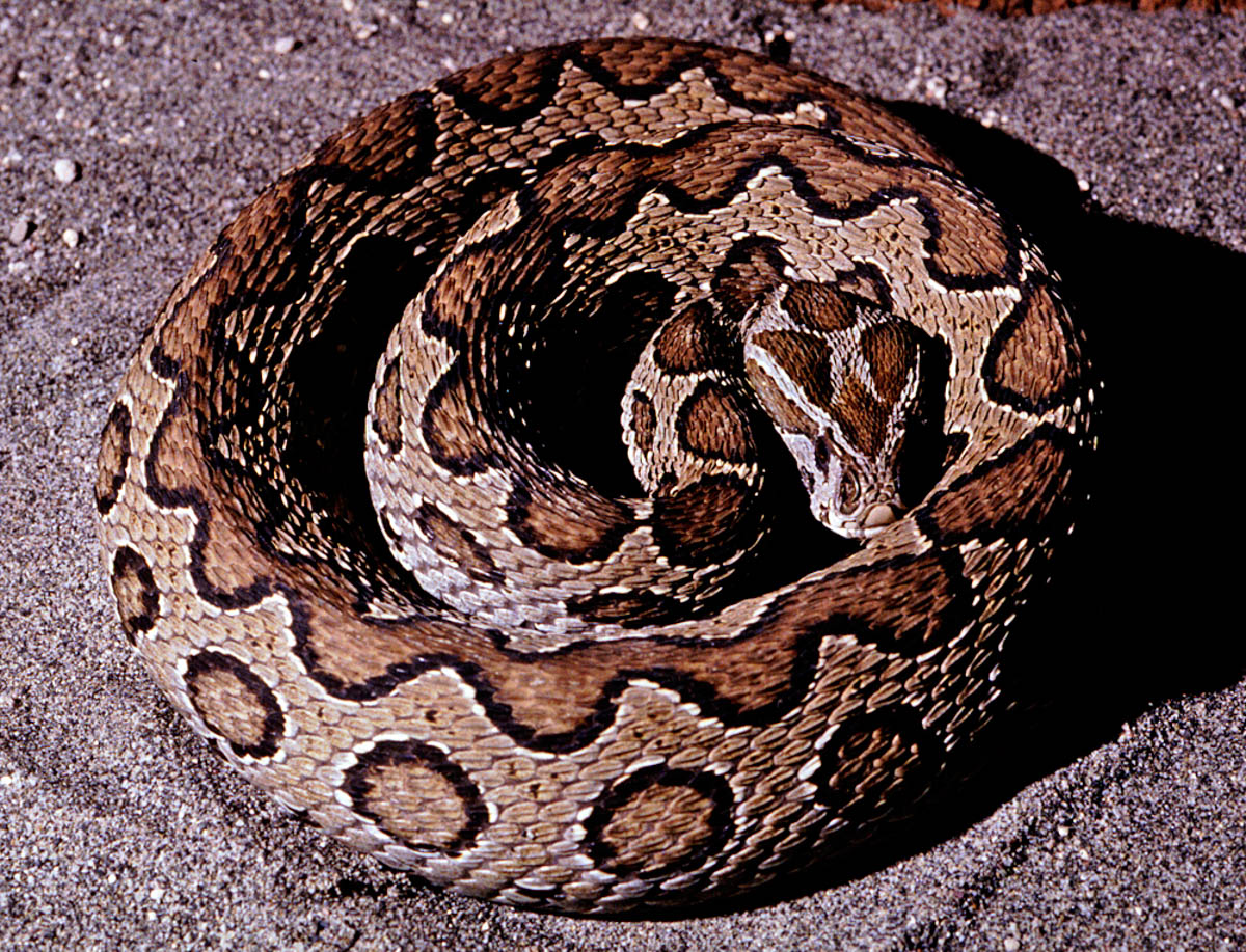 Russell&#039;s Viper