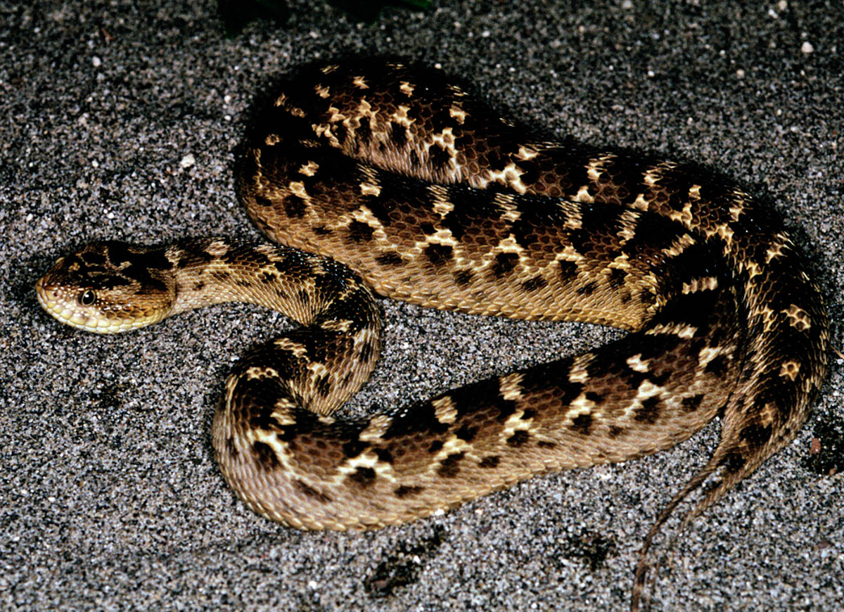 Saw Scaled Viper