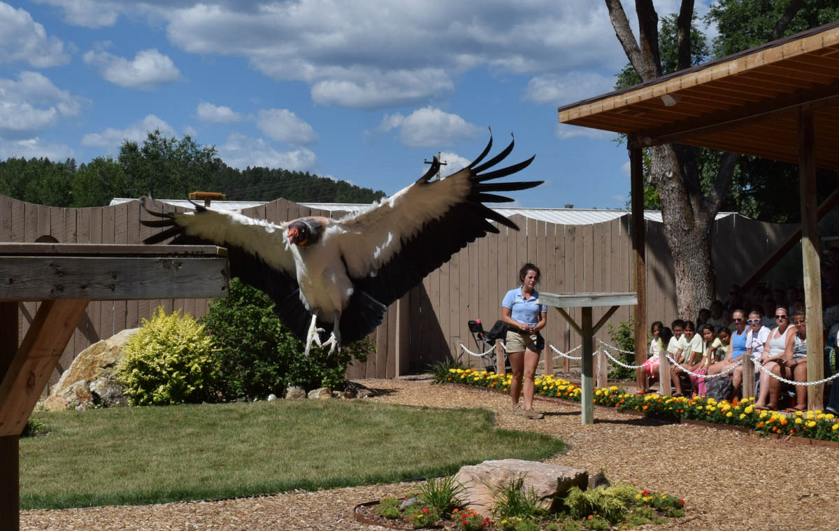 King Vulture at the Bird Show