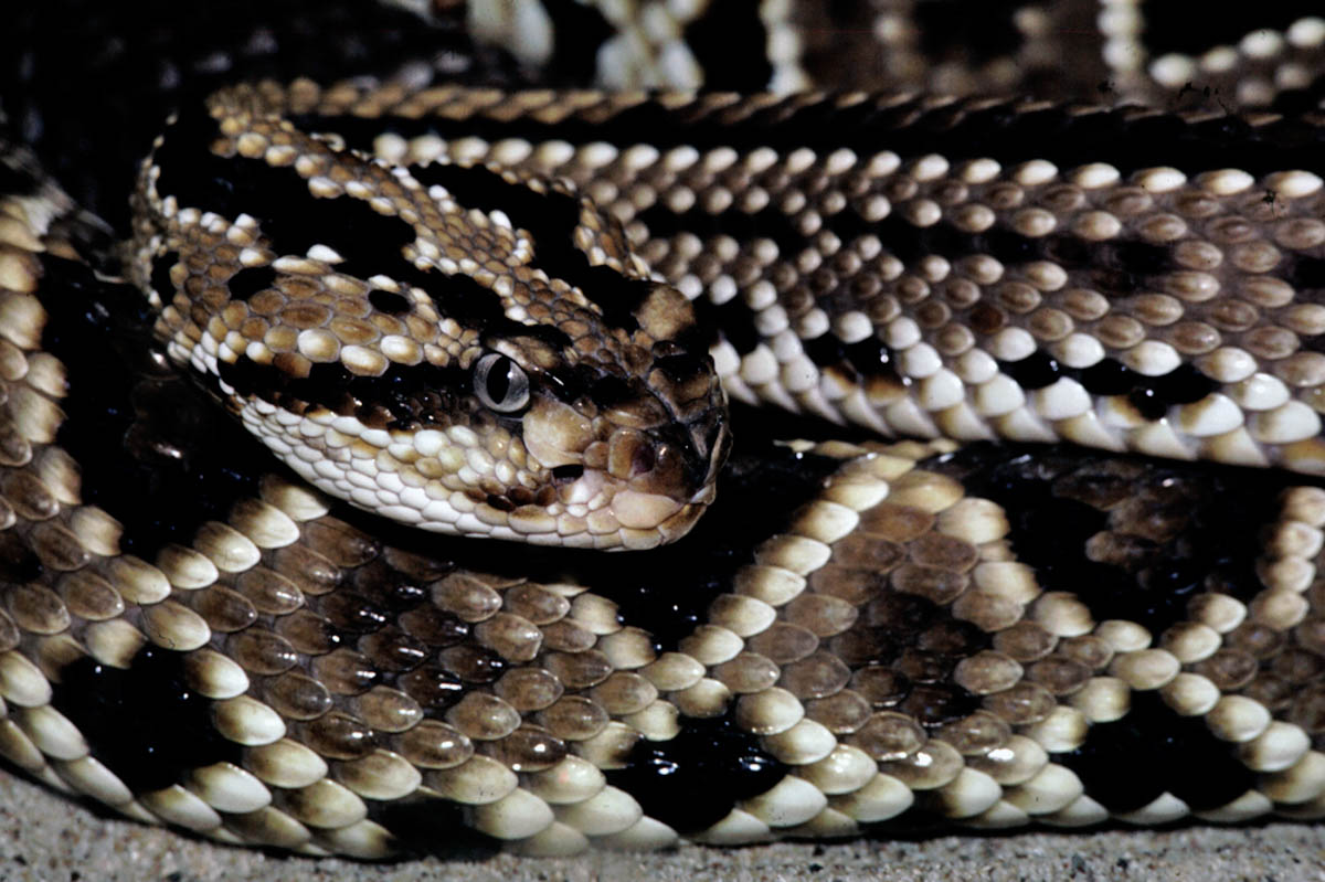 South American Rattlesnake