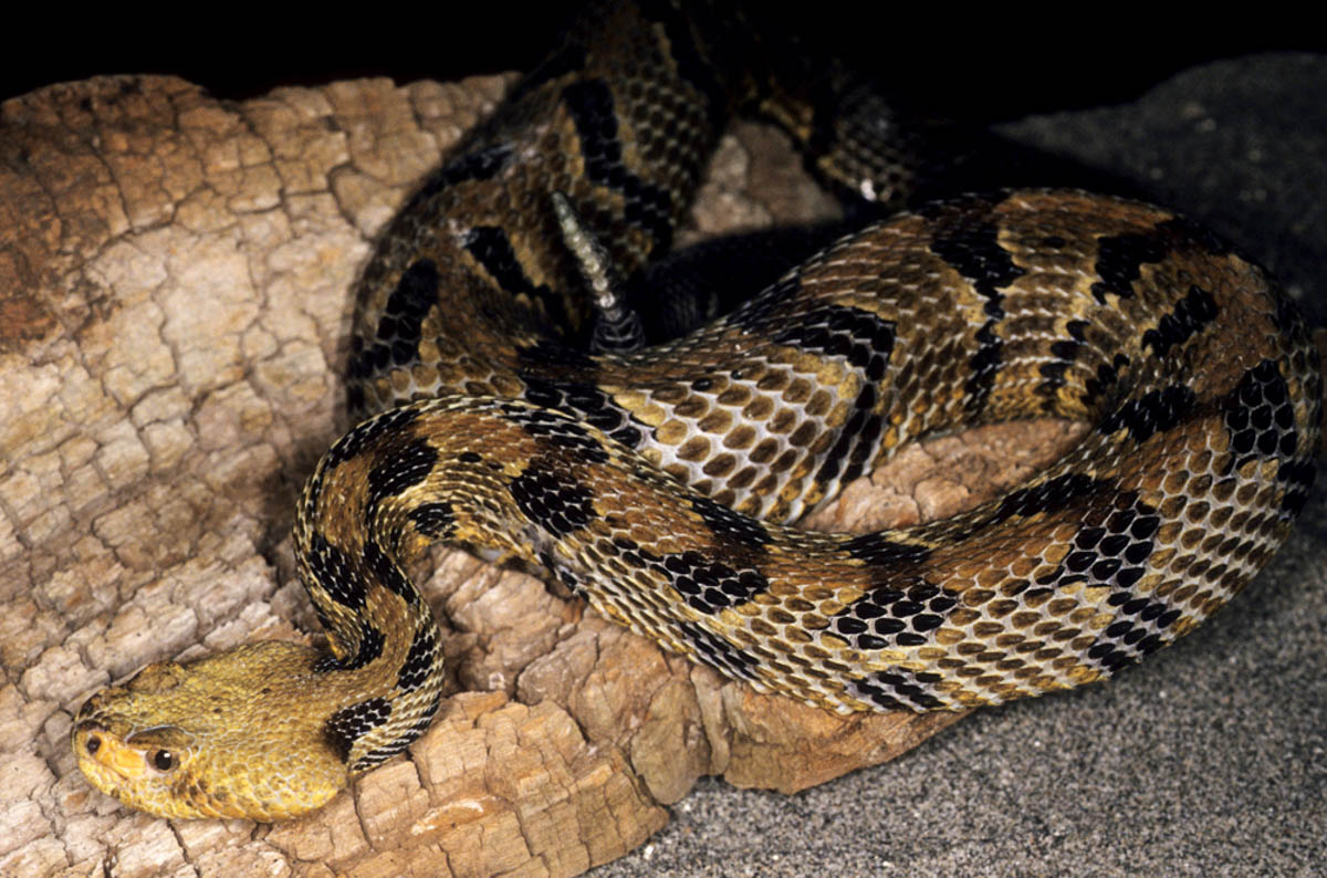 Timber Rattlesnake