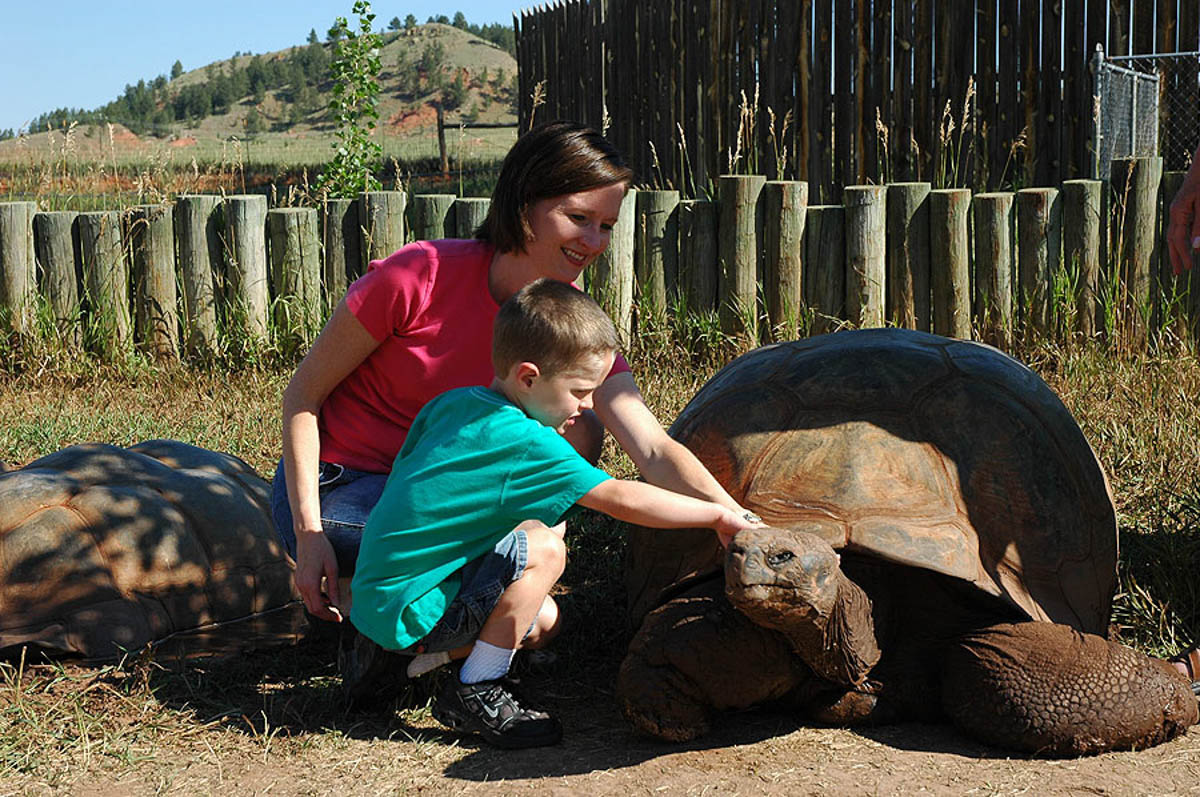 Pet a Giant Tortoise