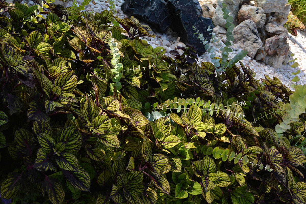reptile-gardes-12174-1200le