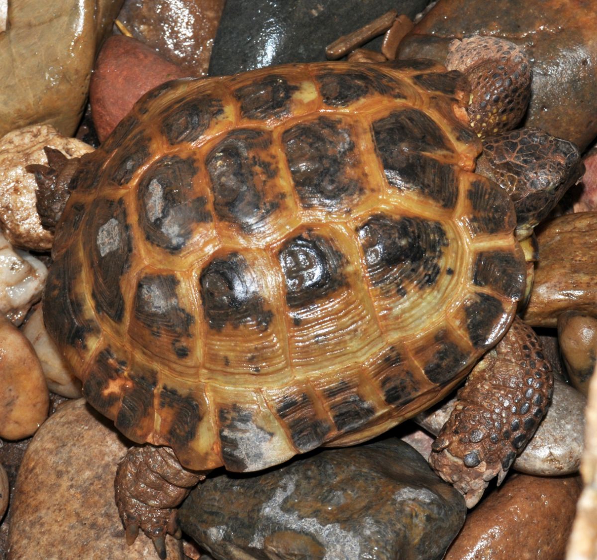 Biggest top russian tortoise