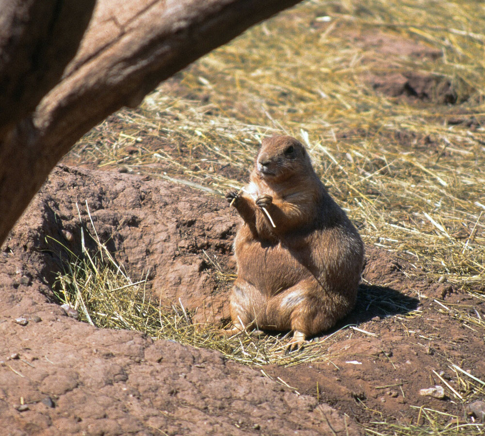 how do prairie dogs interact