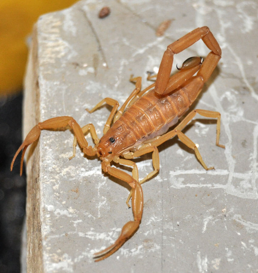 Bark Scorpion